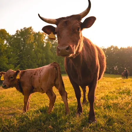 On A Farm Bohemian Switzerland *