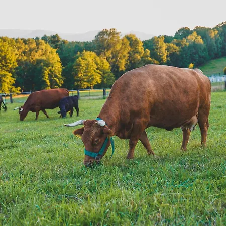 On A Farm Bohemian Switzerland * דצ'ין