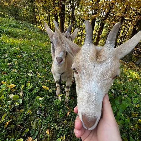 On A Farm Bohemian Switzerland דצ'ין