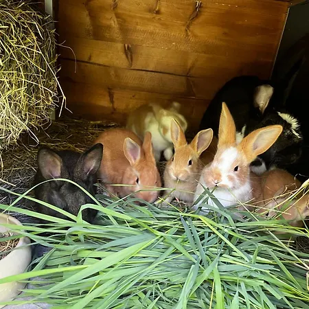 아파트 On A Farm Bohemian Switzerland